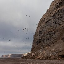 IMG_3901 13/09/2018 - Des milliers et des milliers de trous dans une falaise pour le moins fragile. Over 34,000 burrowing parrots two per hole and more when the babies...